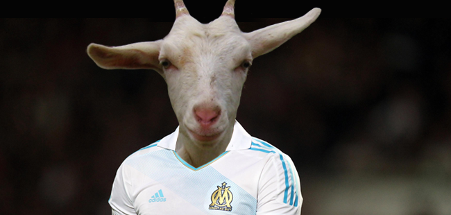 chevre_maillot.png